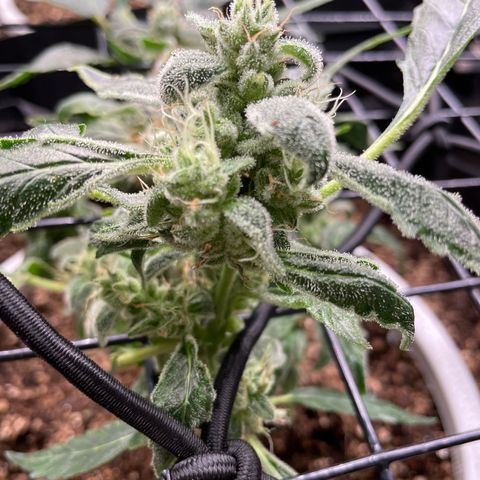 (Auto)Fat banana/Royal queen seed growlog timeline photo
