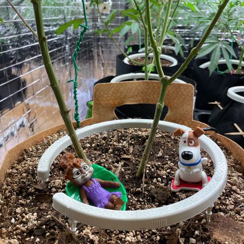 Lemon Jack growlog timeline photo