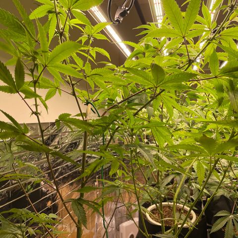 Lemon Jack growlog timeline photo