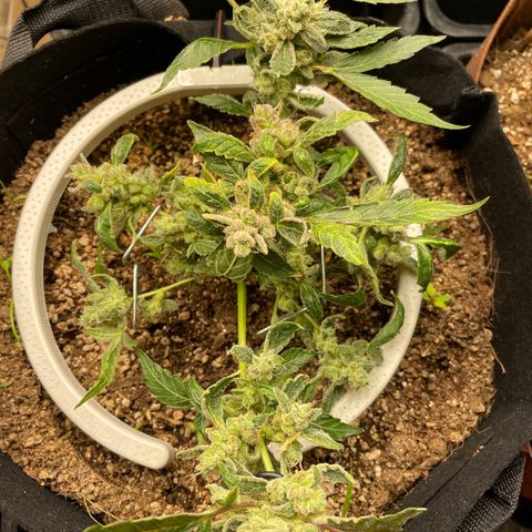 (Auto)Fat banana/Royal queen seed growlog timeline photo