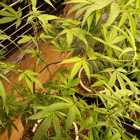 Lemon Jack growlog timeline photo