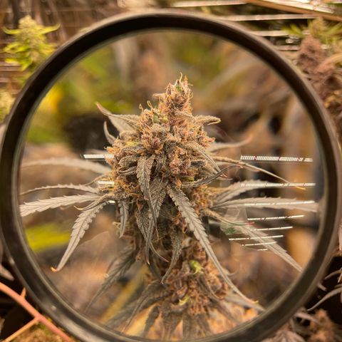 Afghan skunk growlog timeline photo