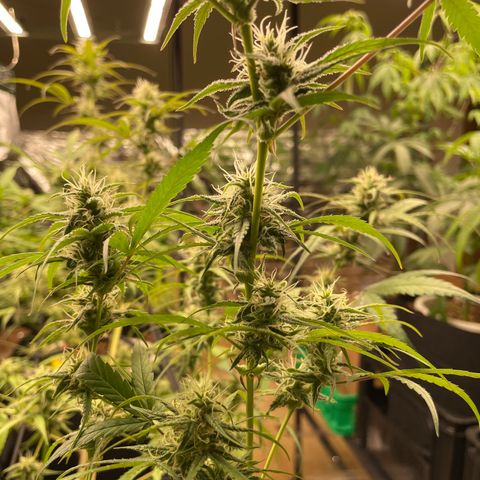 Afghan skunk growlog timeline photo