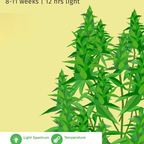 Afghan skunk growlog timeline photo