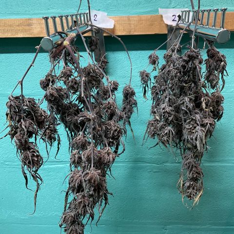 Afghan skunk growlog timeline photo