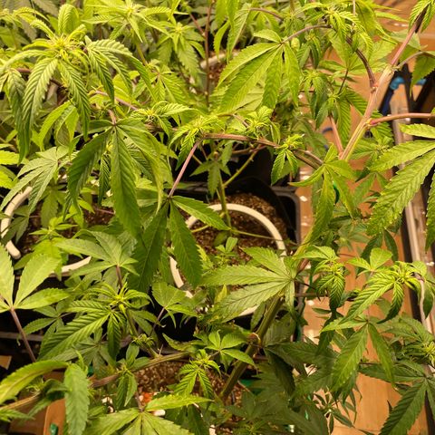 Bazooka Joe/Inhouse growlog timeline photo