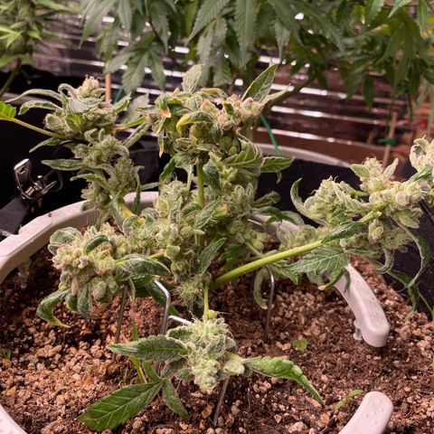 (Auto)Fat banana/Royal queen seed growlog timeline photo