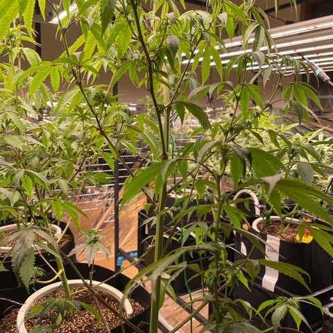 Bazooka Joe/Inhouse growlog timeline photo