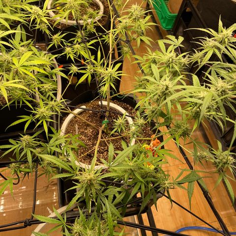 Afghan skunk growlog timeline photo