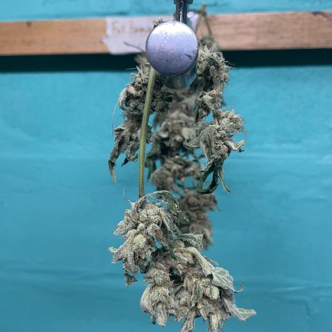 (Auto)Fat banana/Royal queen seed growlog timeline photo