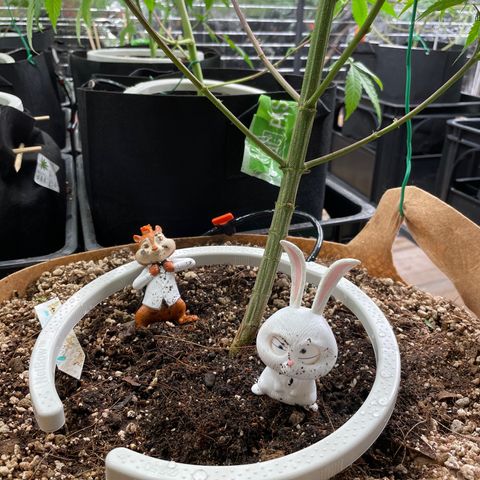 Bazooka Joe/Inhouse growlog timeline photo