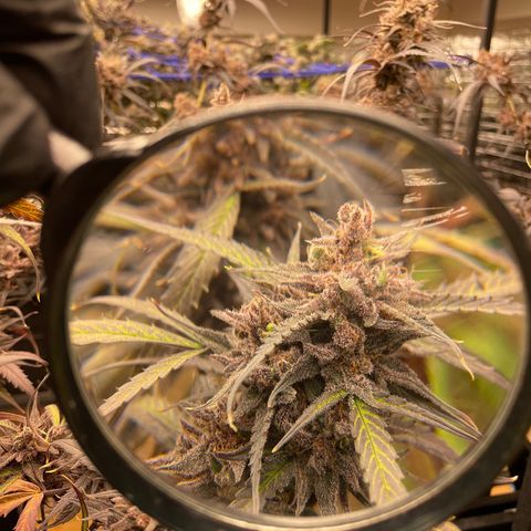 Afghan skunk growlog timeline photo