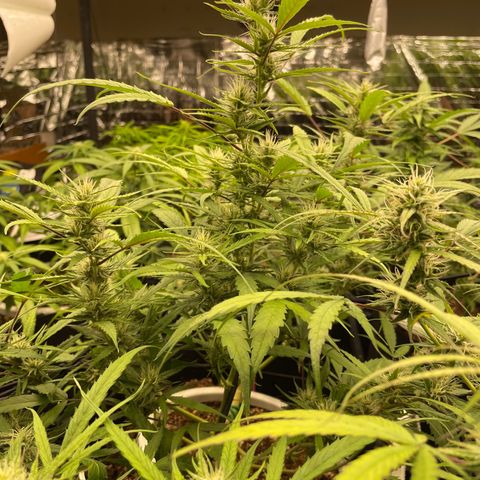 Afghan skunk growlog timeline photo