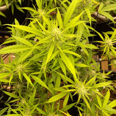 Afghan skunk growlog timeline photo