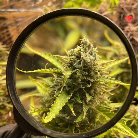 (Auto)California snow/InHouse growlog timeline photo