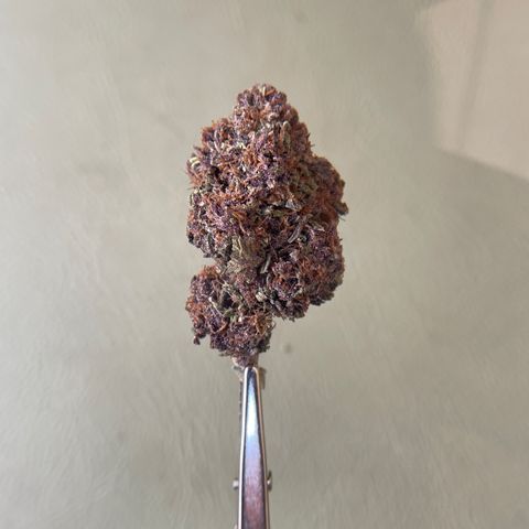 Lemon Jack growlog timeline photo