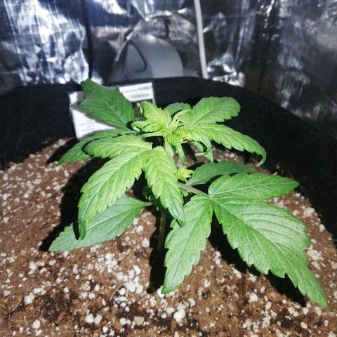 Auto Sour Diesel growlog timeline photo