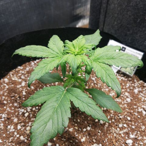 Auto Sour Diesel growlog timeline photo