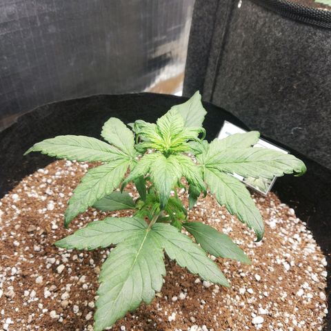 Auto Sour Diesel growlog timeline photo