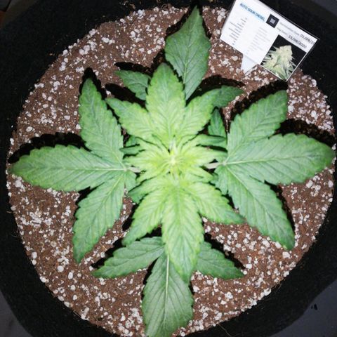 Auto Sour Diesel growlog timeline photo