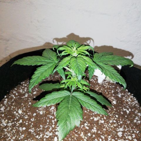 Auto Sour Diesel growlog timeline photo