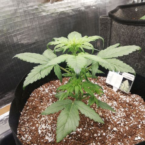 Auto Sour Diesel growlog timeline photo