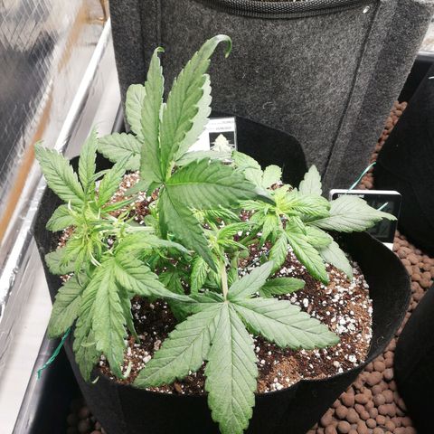 Auto Sour Diesel growlog timeline photo