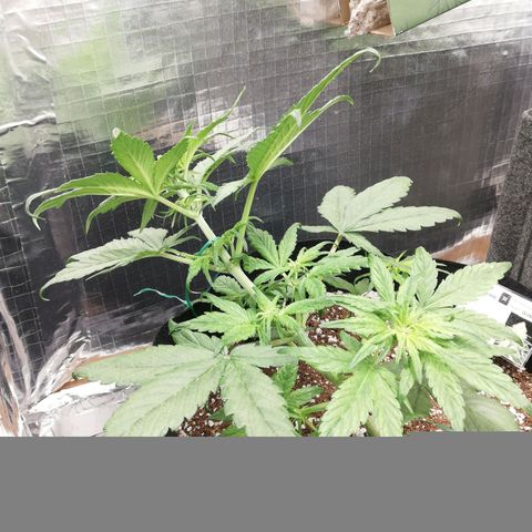 Auto Sour Diesel growlog timeline photo