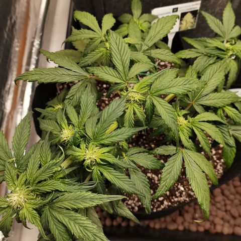 Auto Sour Diesel growlog timeline photo