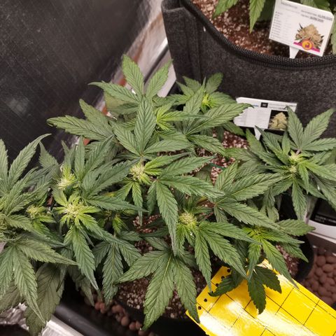 Auto Sour Diesel growlog timeline photo