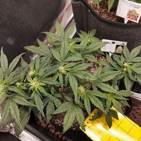 Auto Sour Diesel growlog timeline photo