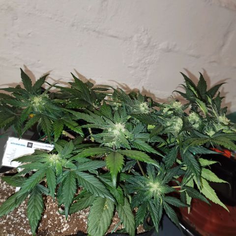 Auto Sour Diesel growlog timeline photo