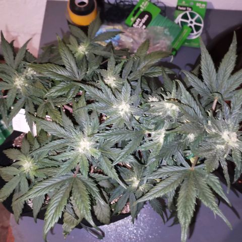 Auto Sour Diesel growlog timeline photo