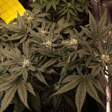 Auto Sour Diesel growlog timeline photo