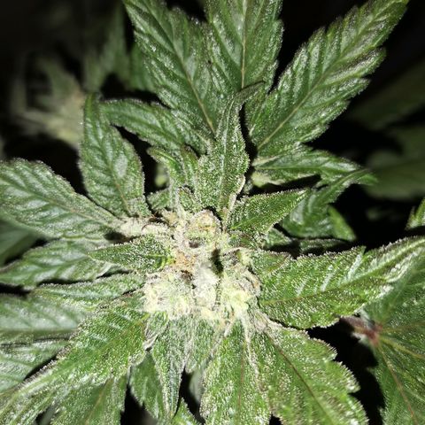 Auto Sour Diesel growlog timeline photo