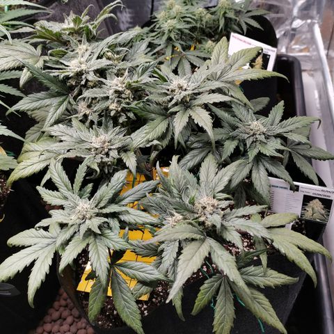 Auto Sour Diesel growlog timeline photo