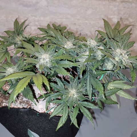 Auto Sour Diesel growlog timeline photo