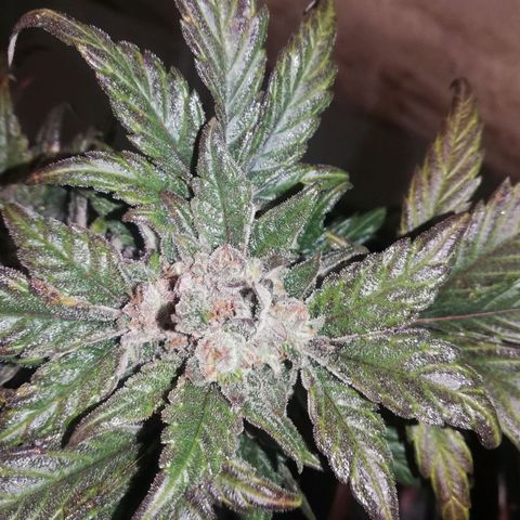 Auto Sour Diesel growlog timeline photo
