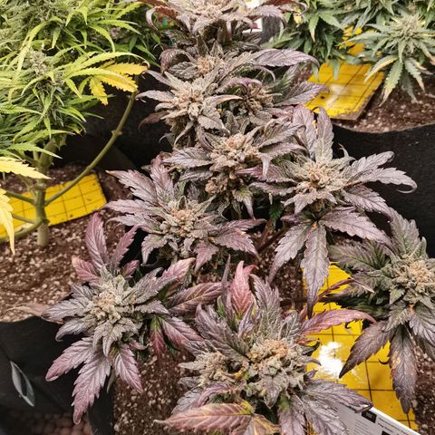 Auto Sour Diesel growlog timeline photo