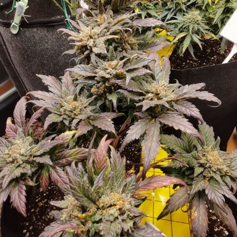 Auto Sour Diesel growlog timeline photo