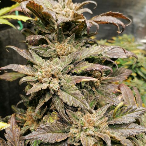 Auto Sour Diesel growlog timeline photo