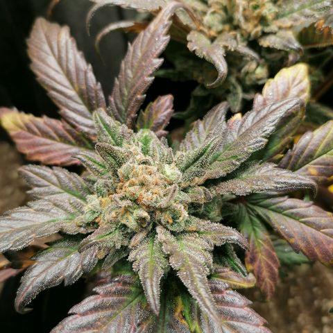 Auto Sour Diesel growlog timeline photo