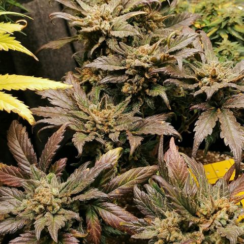 Auto Sour Diesel growlog timeline photo