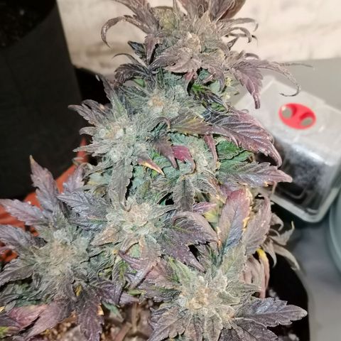 Auto Sour Diesel growlog timeline photo