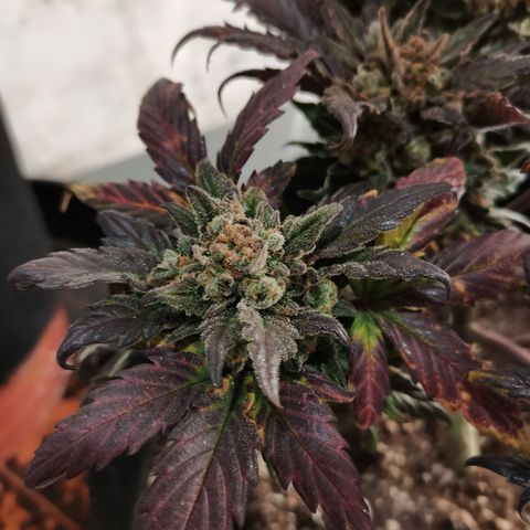 Auto Sour Diesel growlog timeline photo