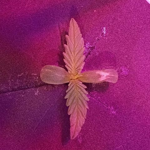 Early Skunk #02 growlog timeline photo