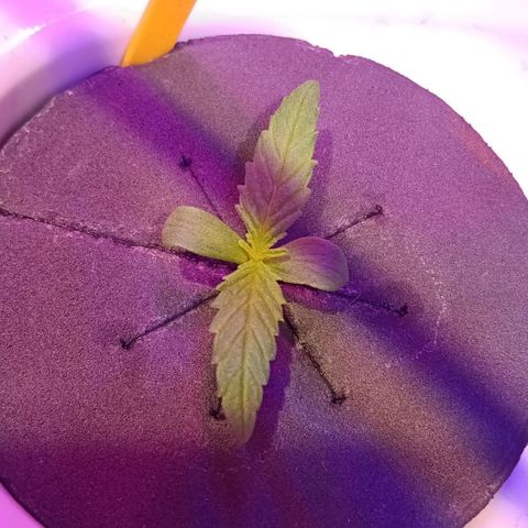 Early Skunk #04 growlog timeline photo