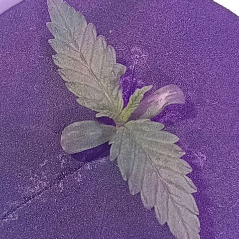 Early Skunk #02 growlog timeline photo