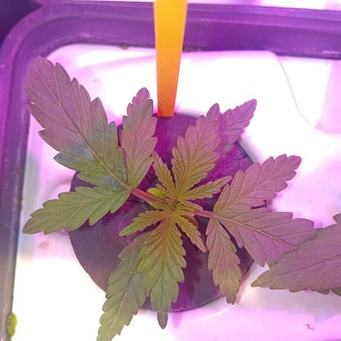 Early Skunk #01 growlog timeline photo