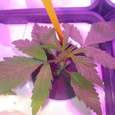 Early Skunk #02 growlog timeline photo